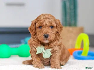 Mini Goldendoodle dogs Mack - Ad 34