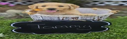 Golden Retriever dogs for sale: Tammy - Ad 4