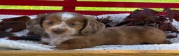 Miniature Dachshund dogs for sale: Boone - Ad 3