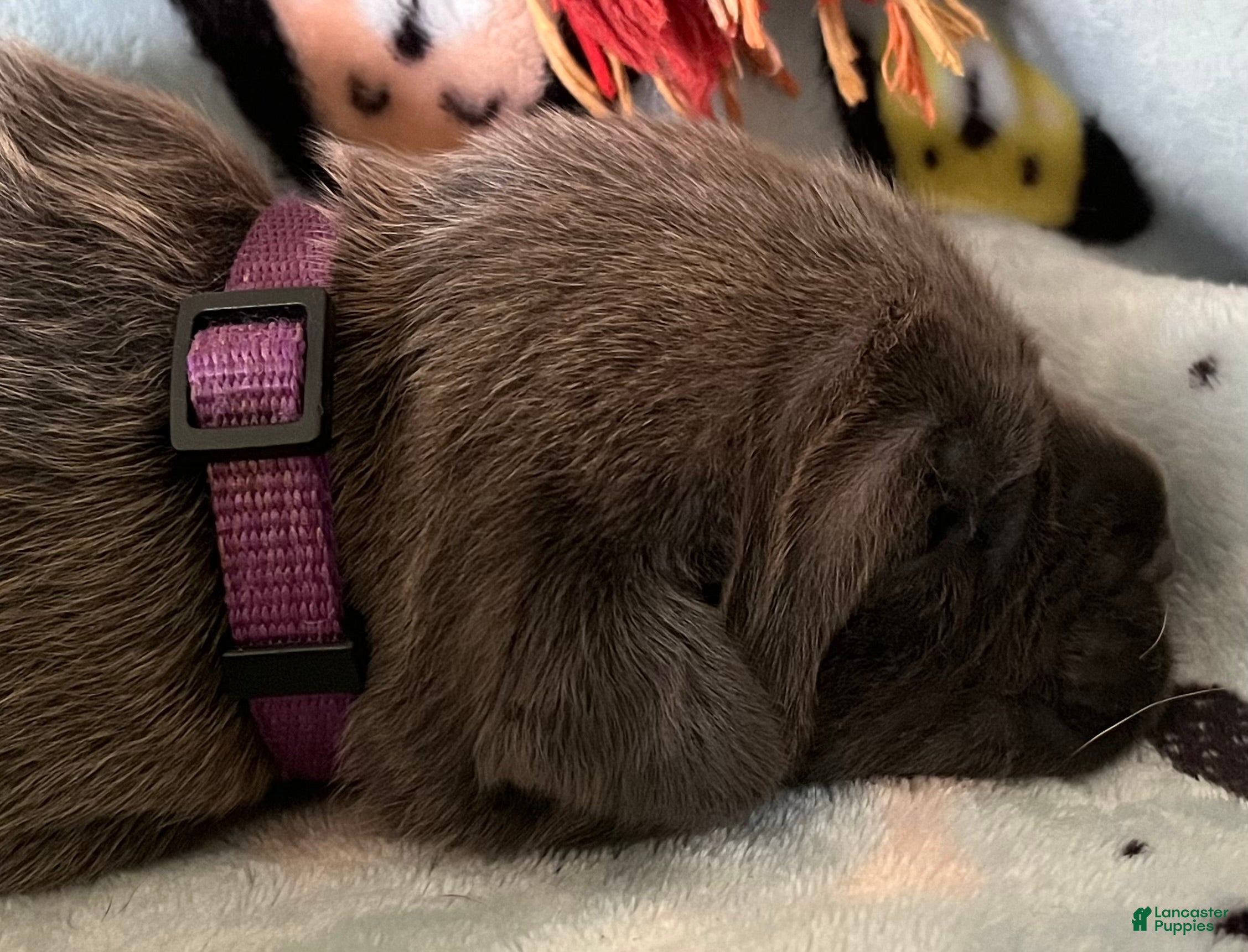 Cane Corso dogs for sale: Orange collar - Ad 8