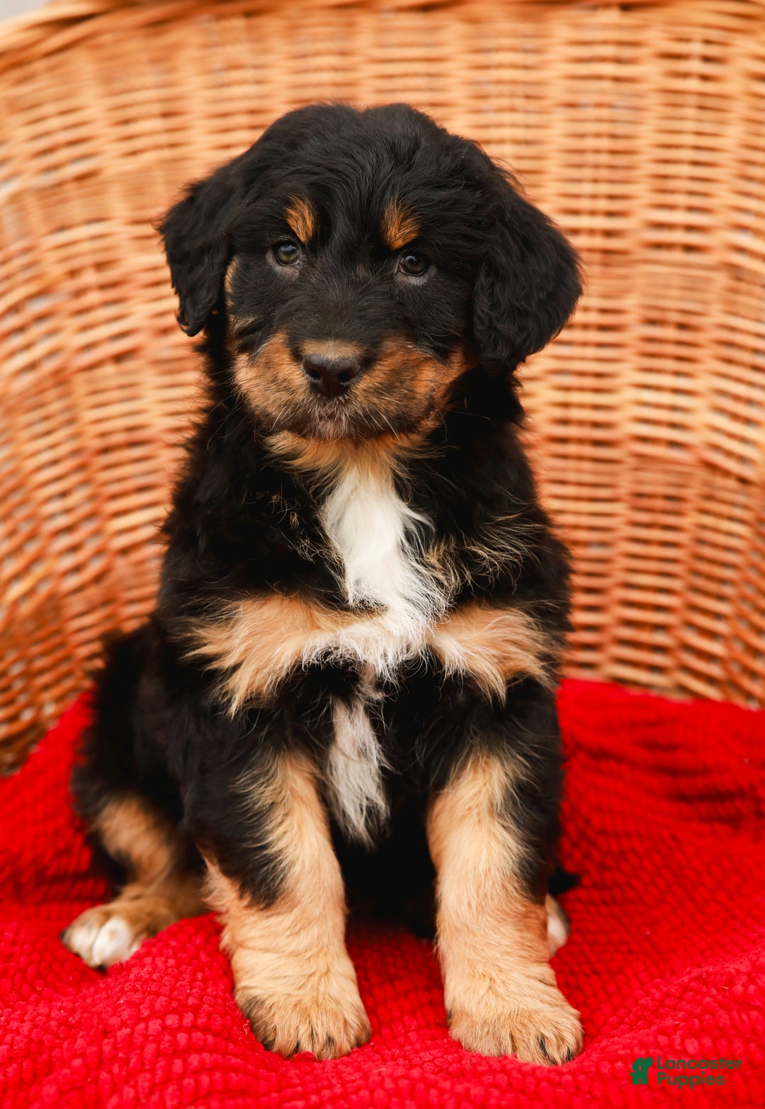 Aussiedoodle dogs for sale: Renae Standard - Ad 2