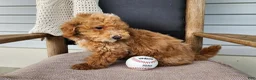 Mini Bernedoodle dogs for sale: Spencer - Ad 8