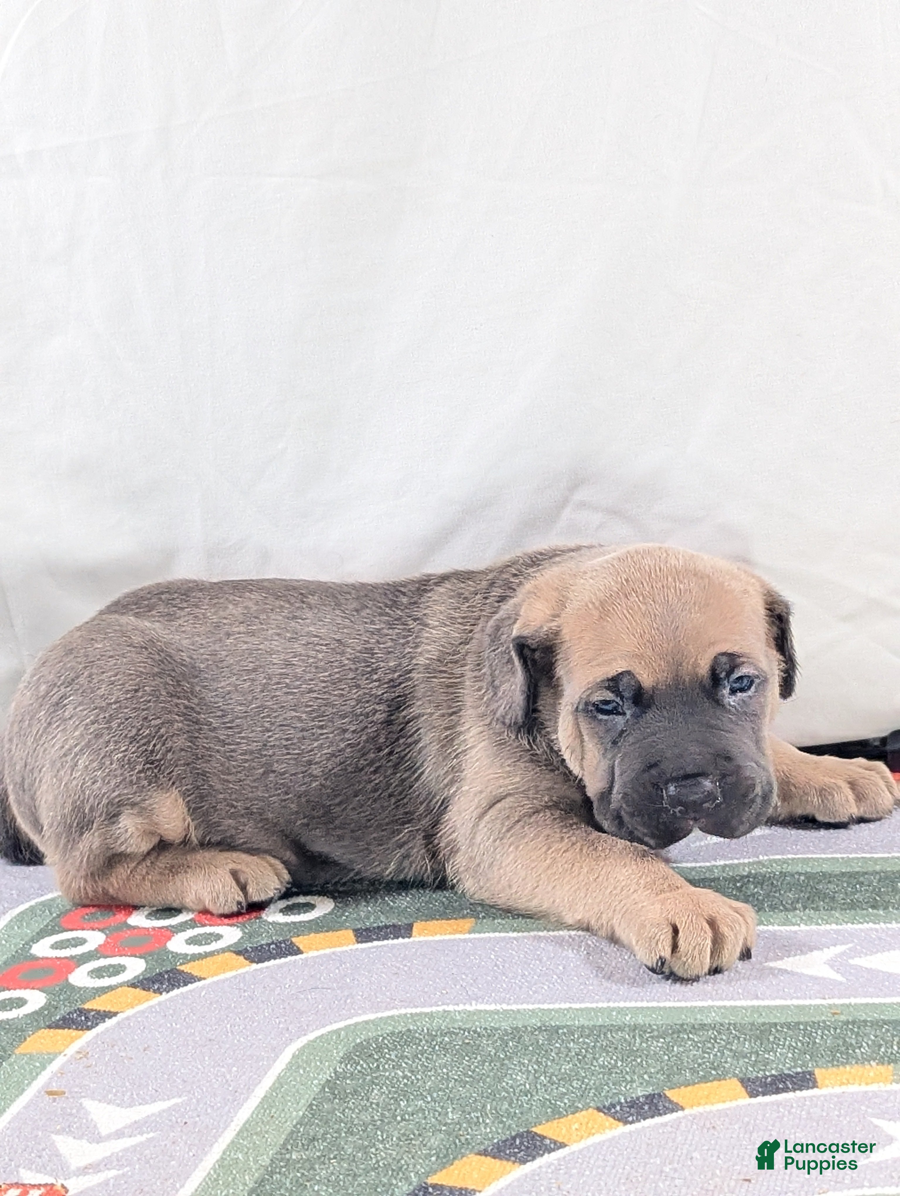 Cane Corso dogs for sale: Pluto  - Ad 4