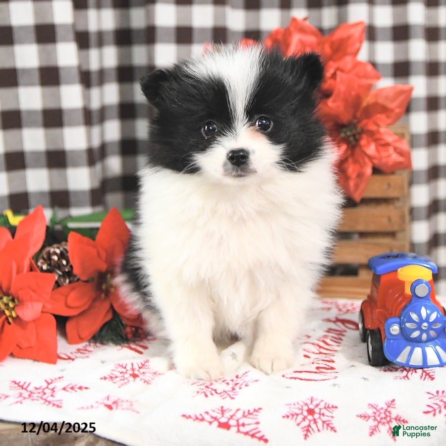 Pomeranian dogs Peace - Ad 22