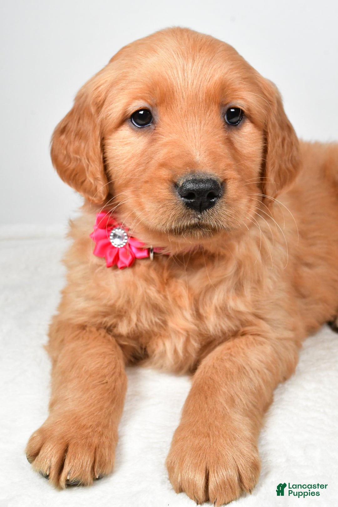 Golden Retriever dogs for sale: Karma - Ad 3