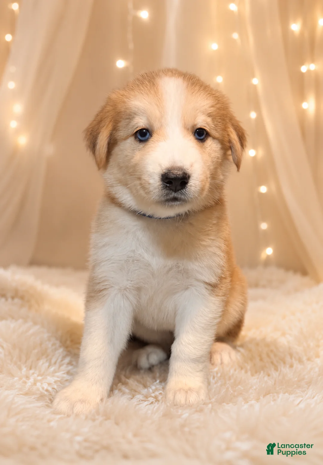 Goberian dogs for sale: Cocoa - Ad 1