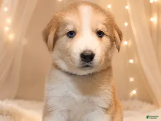 Goberian dogs Cocoa - Ad 3
