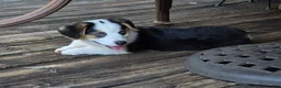 Welsh Corgi Pembroke dogs for sale: Bear - AKC/DNA Tested - Pembroke Welsh Corgi Puppy  - Ad 2