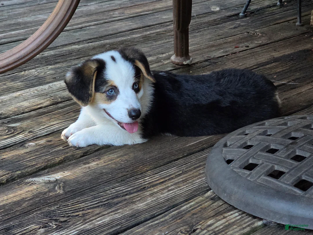 Welsh Corgi Pembroke dogs for sale: Bear - AKC/DNA Tested - Pembroke Welsh Corgi Puppy  - Ad 2