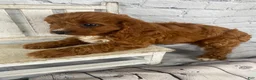 Cavapoo dogs for sale: Tucker - Ad 9