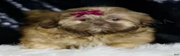 Shih Tzu dogs for sale: Gracie - Ad 3