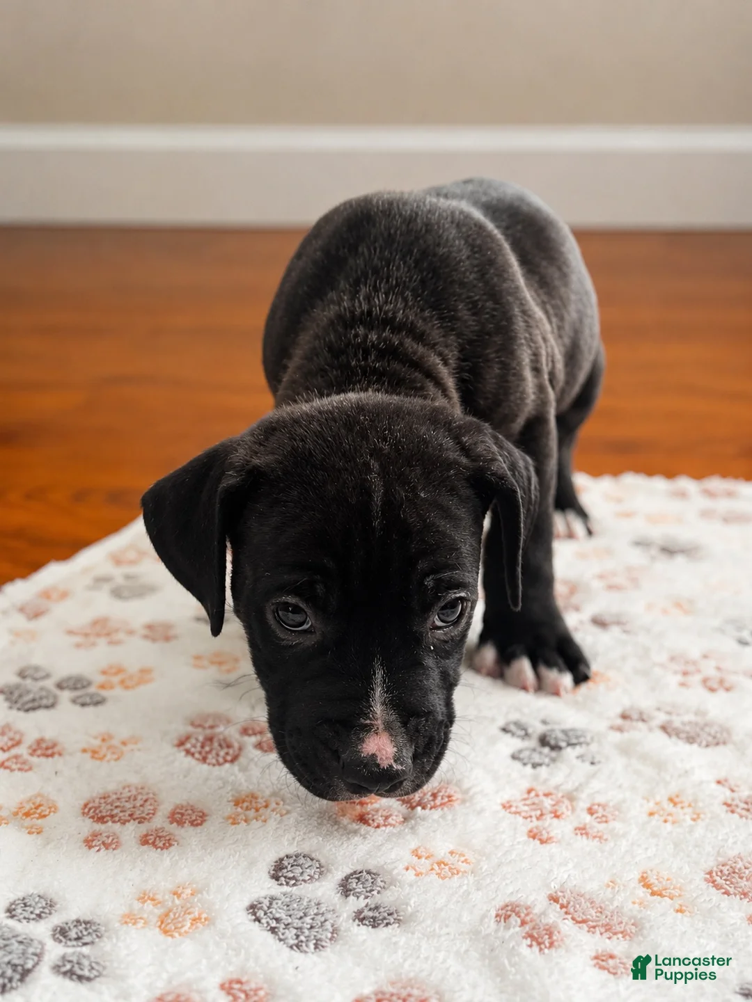 American Pit Bull Terrier dogs for sale: American Pit Bull Terrier 6 - Ad 1
