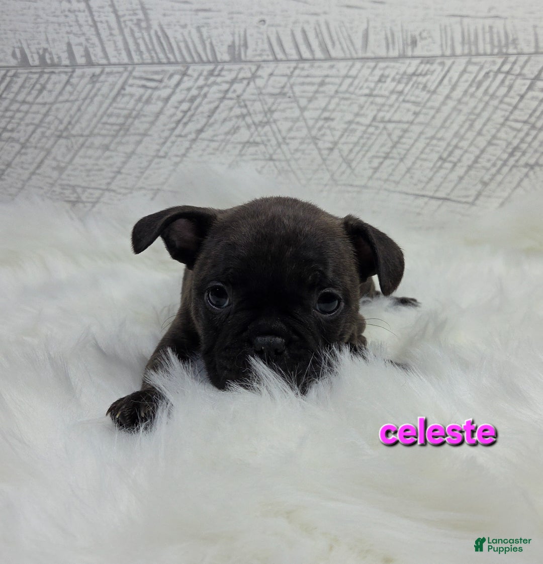 Frenchton dogs for sale: Celeste  - Ad 5