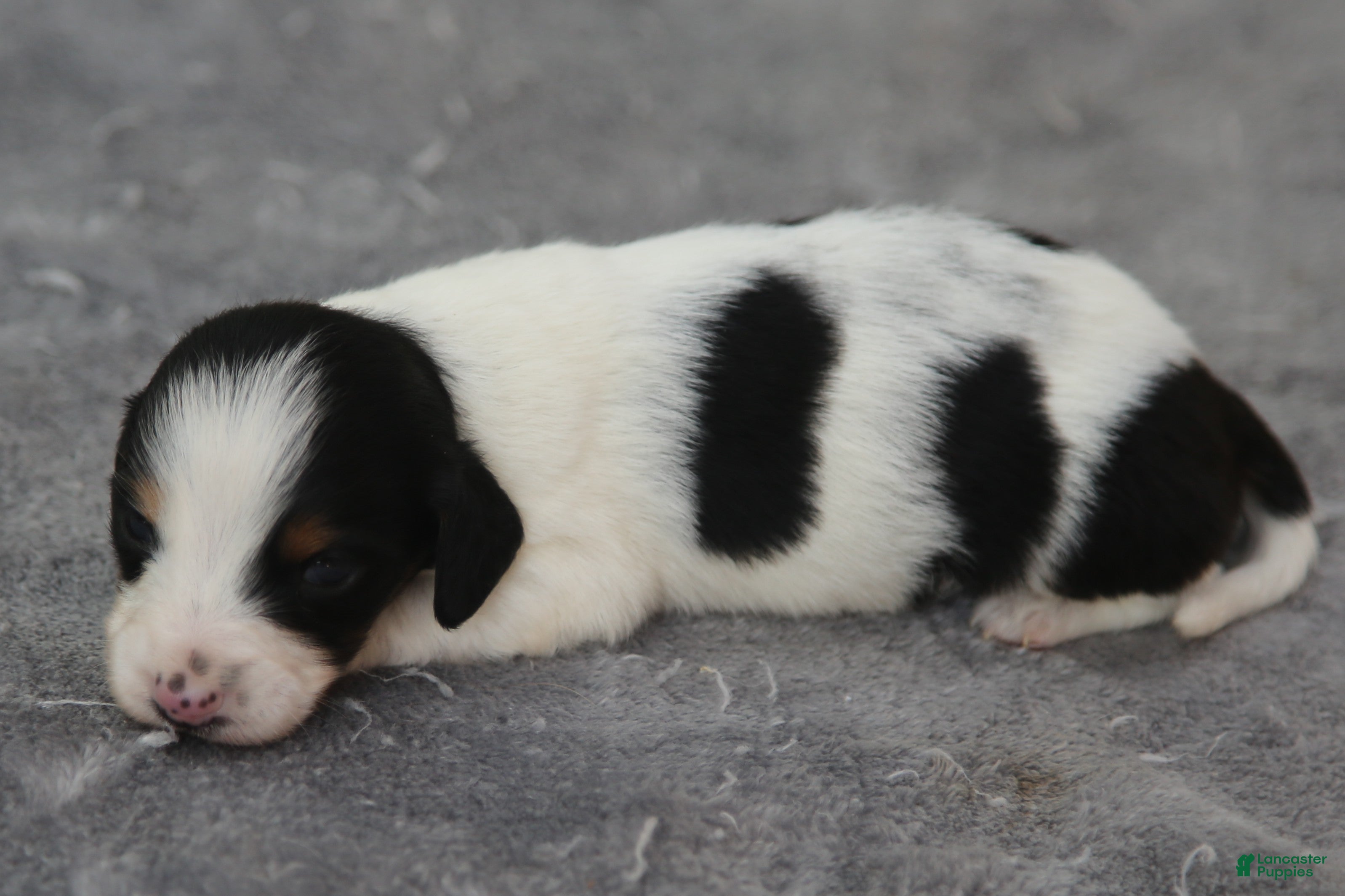 Dachshund dogs Black and Tan Brindle Piebald Male  - Ad 2
