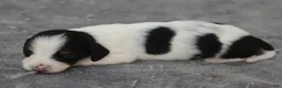 Dachshund dogs for sale: Black and Tan Brindle Piebald Male  - Ad 2