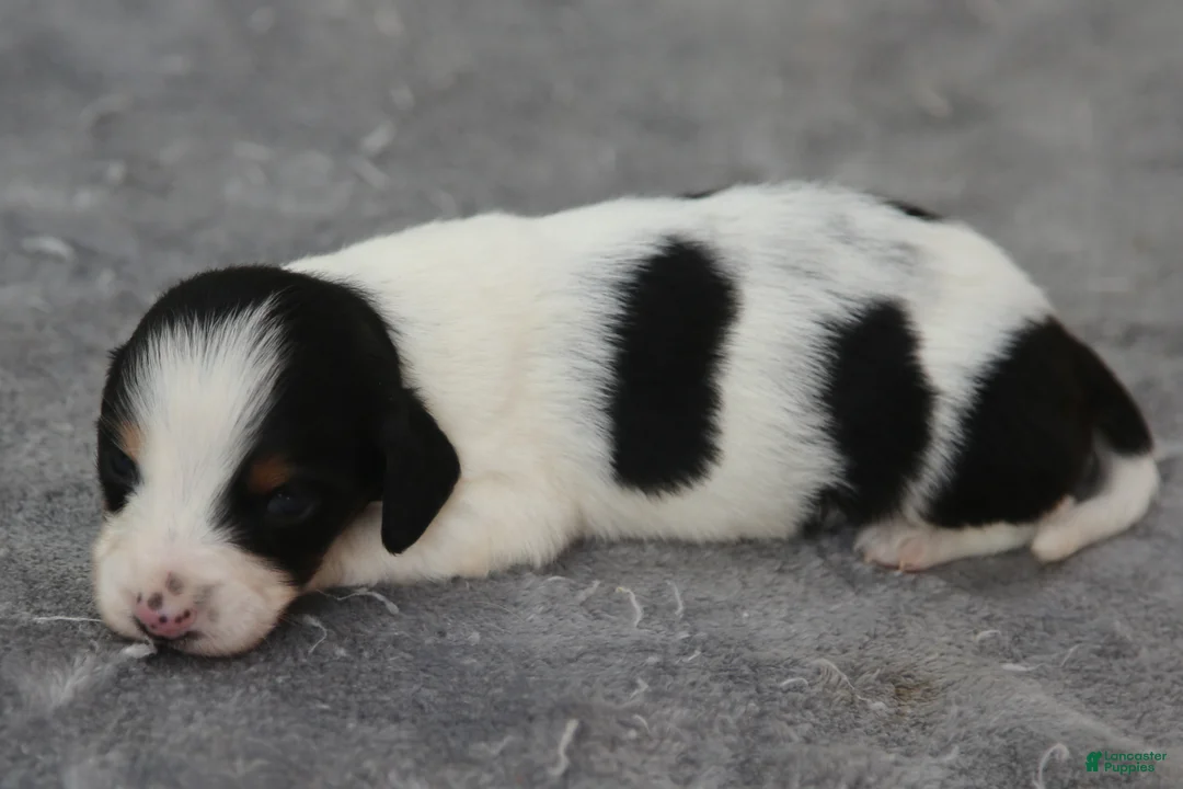 Dachshund dogs for sale: Black and Tan Brindle Piebald Male  - Ad 2