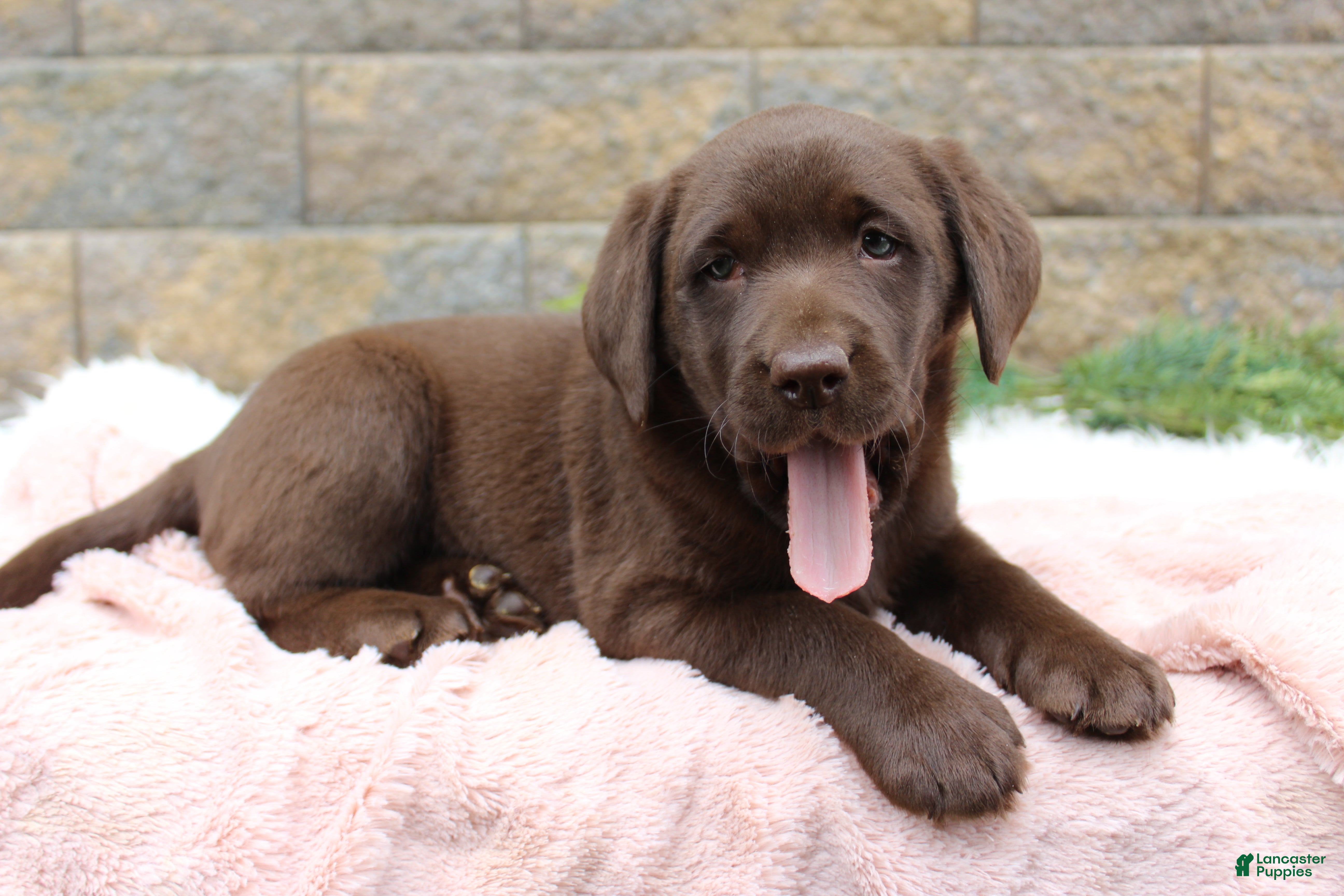 Labrador Retriever dogs for sale: Sue - Ad 3