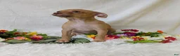 Chihuahua dogs for sale: Mary legs - Ad 5