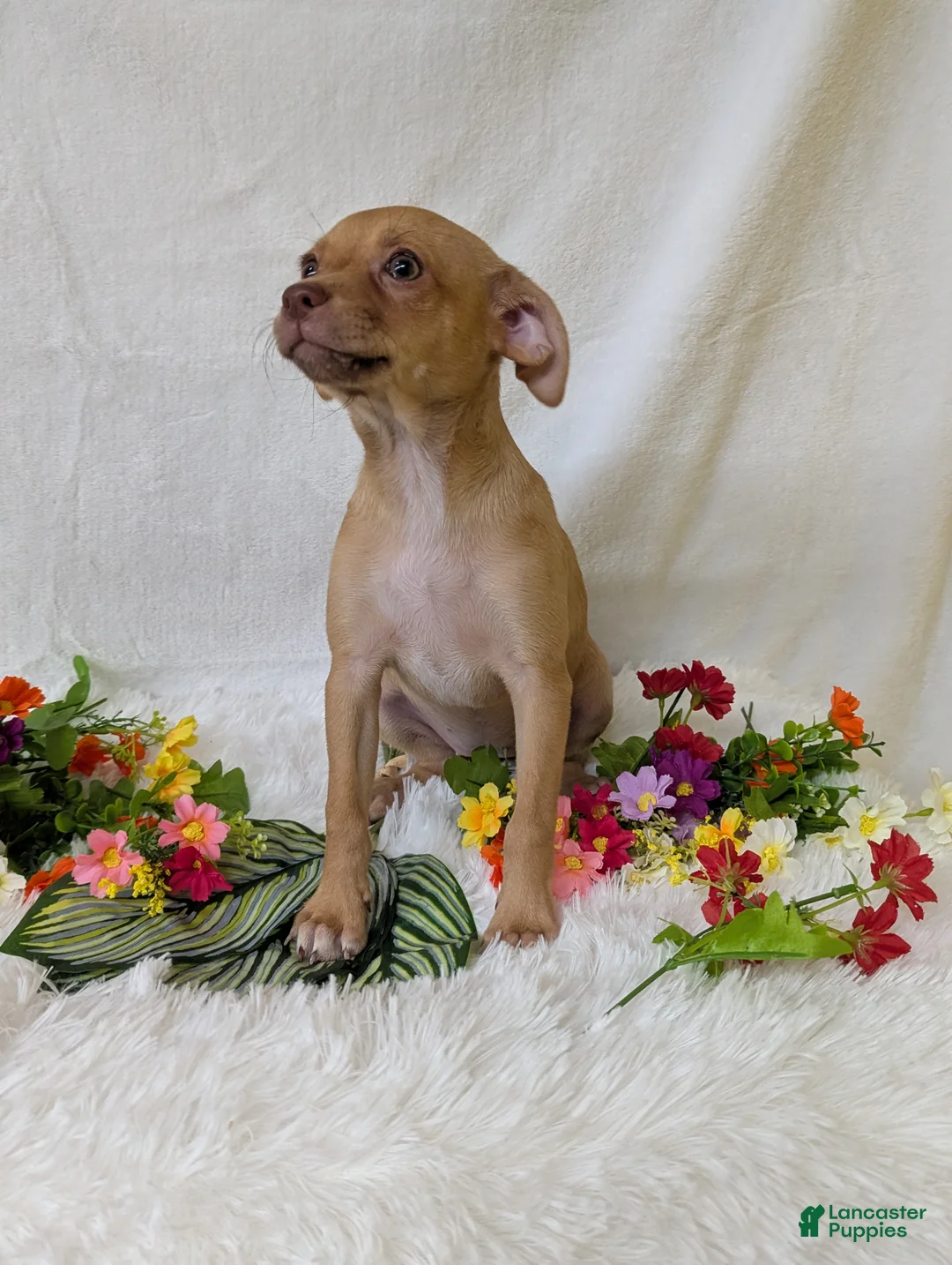 Chihuahua dogs for sale: Mary legs - Ad 5
