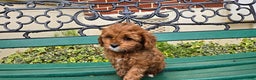 Cavapoo dogs for sale: Jill - Ad 7