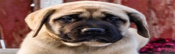 English Mastiff dogs for sale: Zack - Ad 11