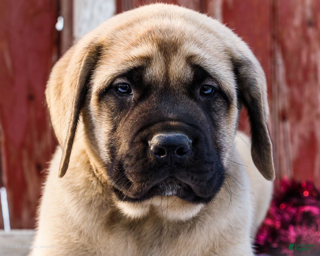 English Mastiff dogs for sale: Zack - Ad 11