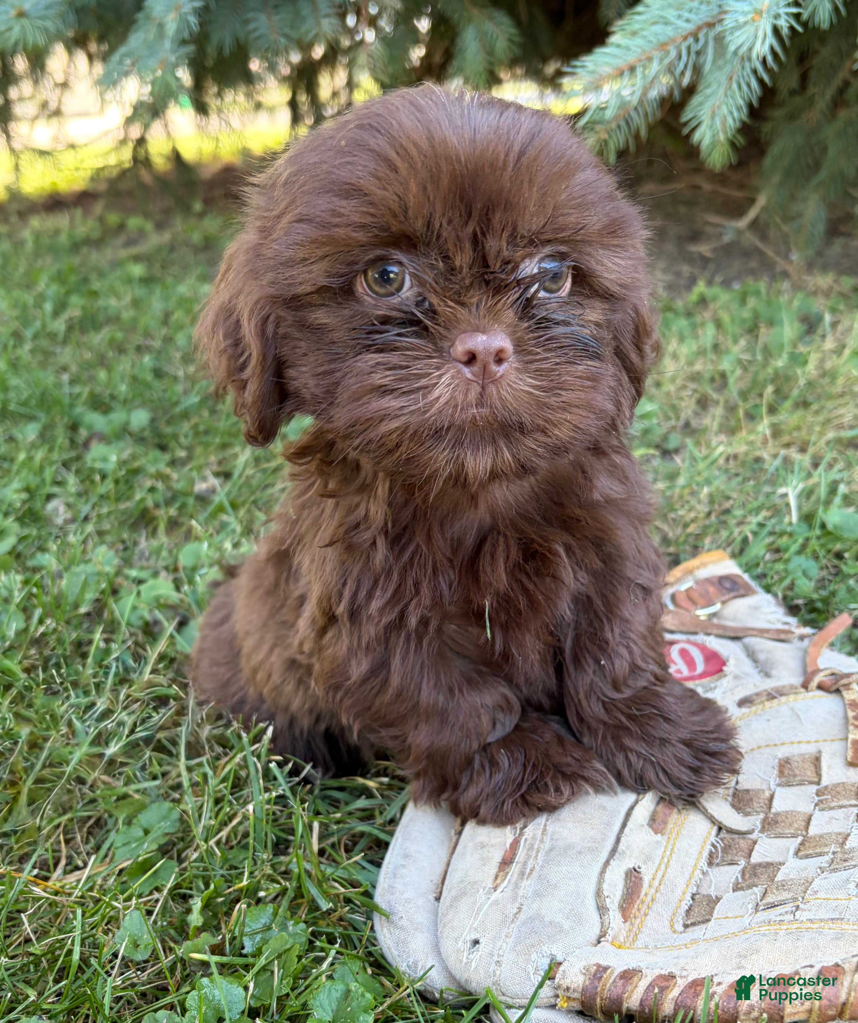 Shih Tzu dogs Luke - Ad 1