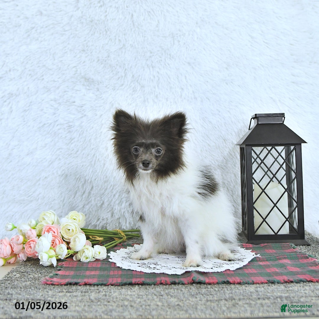 Pomeranian dogs for sale: Lana - Ad 4