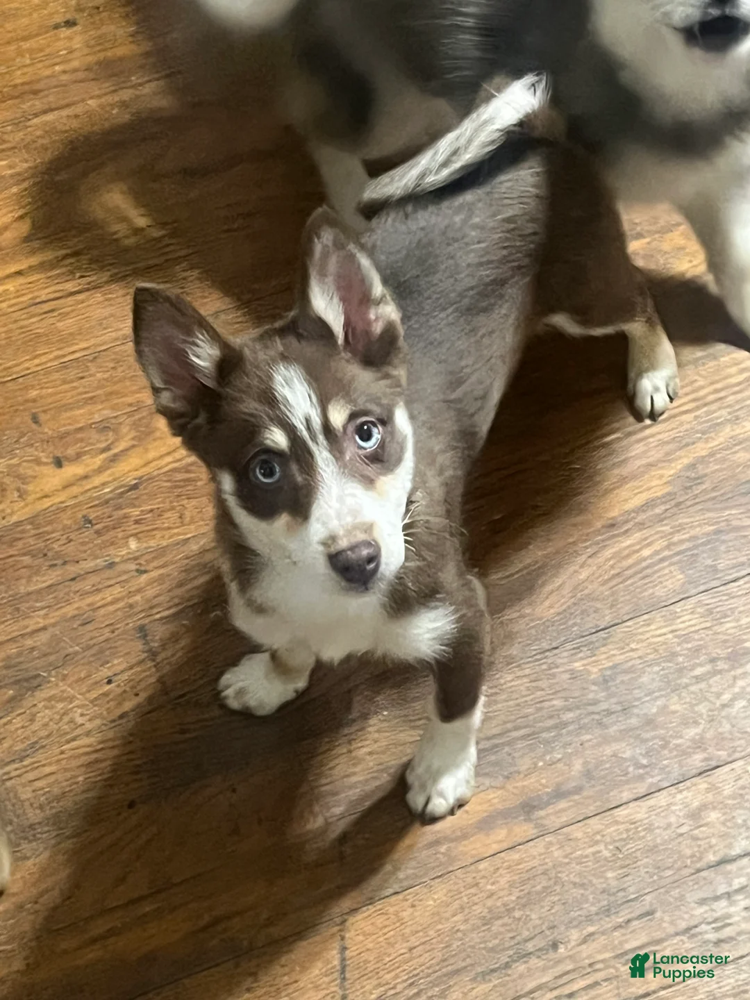 Pomsky dogs for sale: Brownie - Ad 2