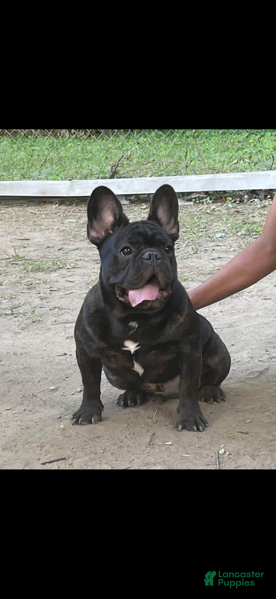 French Bulldog dogs French Bulldog - Ad 18