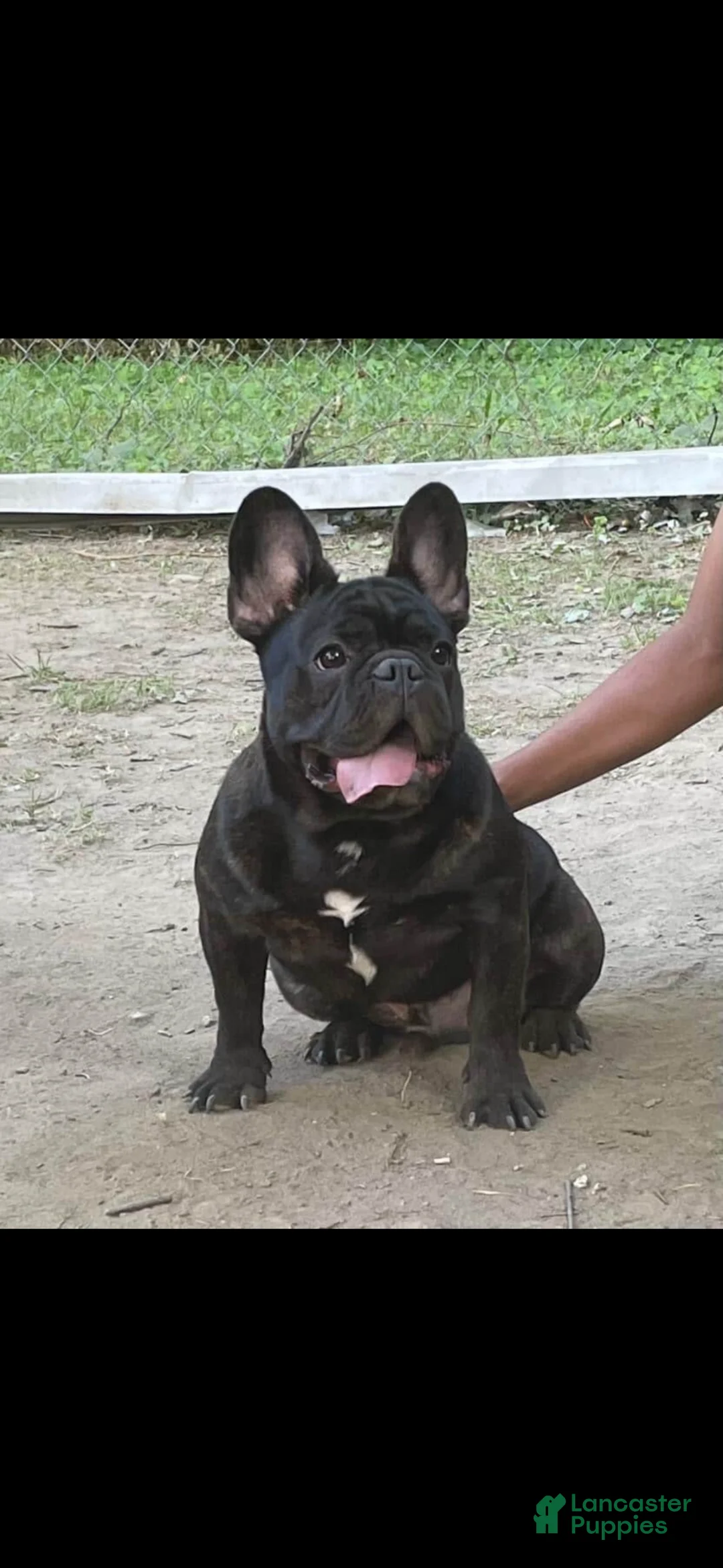 French Bulldog dogs for sale: French Bulldog - Ad 1