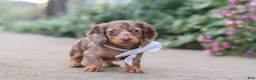 Miniature Dachshund dogs for sale: Rosie - Ad 8