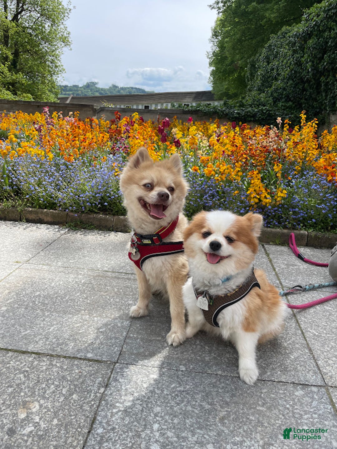 Gallery Image {{count}}