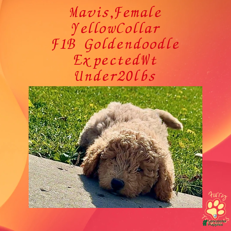 Goldendoodle dogs Mavis - Ad 27