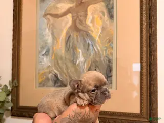 French Bulldog dogs for sale: Blossom - Ad 1