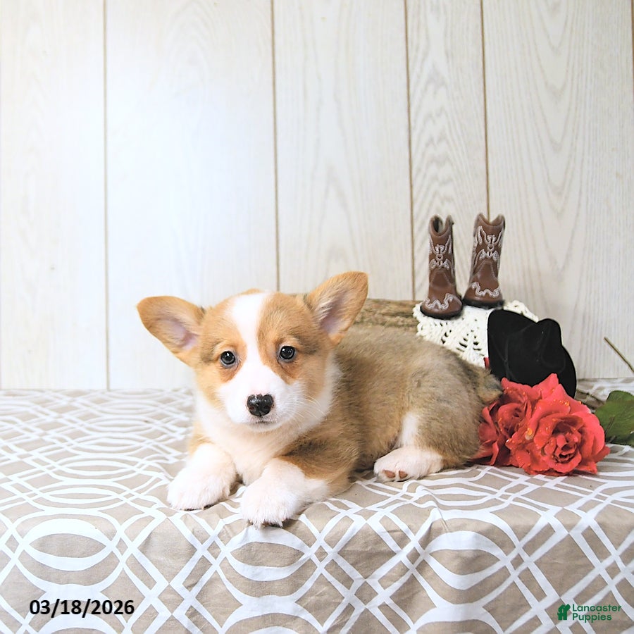 Welsh Corgi Pembroke dogs Buddy - Ad 2
