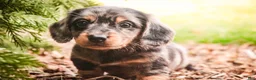 Miniature Dachshund dogs for sale: Pongo - Ad 5
