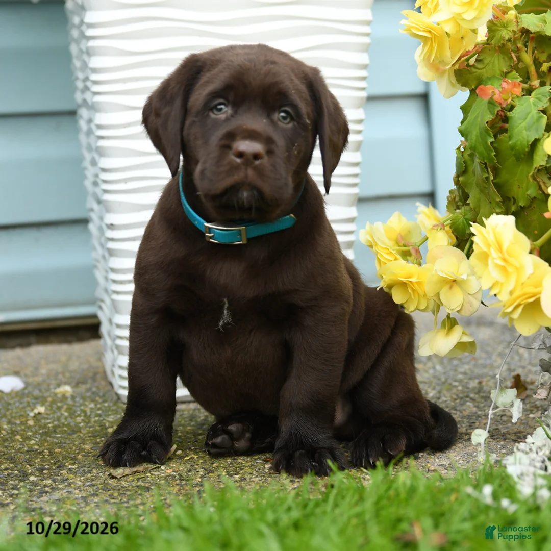 Labrador Retriever dogs for sale: Chuck - Ad 1