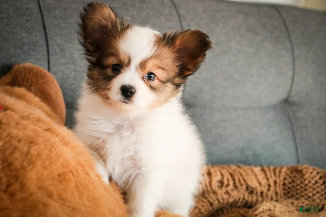 Papillon dogs for sale: Gus - Ad 8