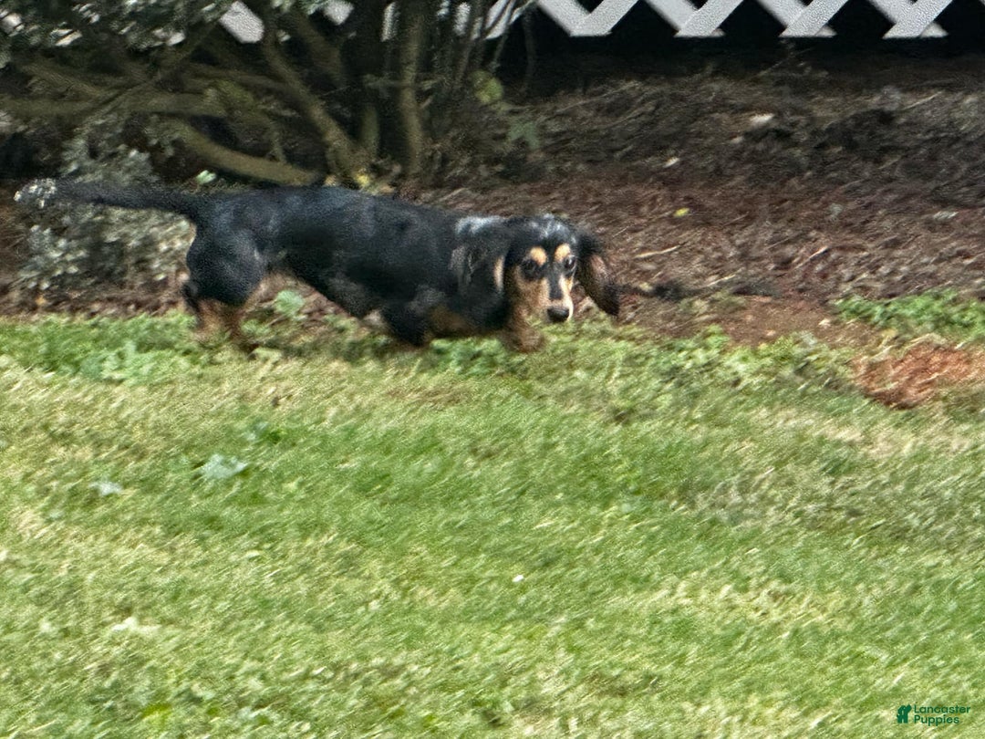 Dachshund dogs for sale: Bugs - Ad 10