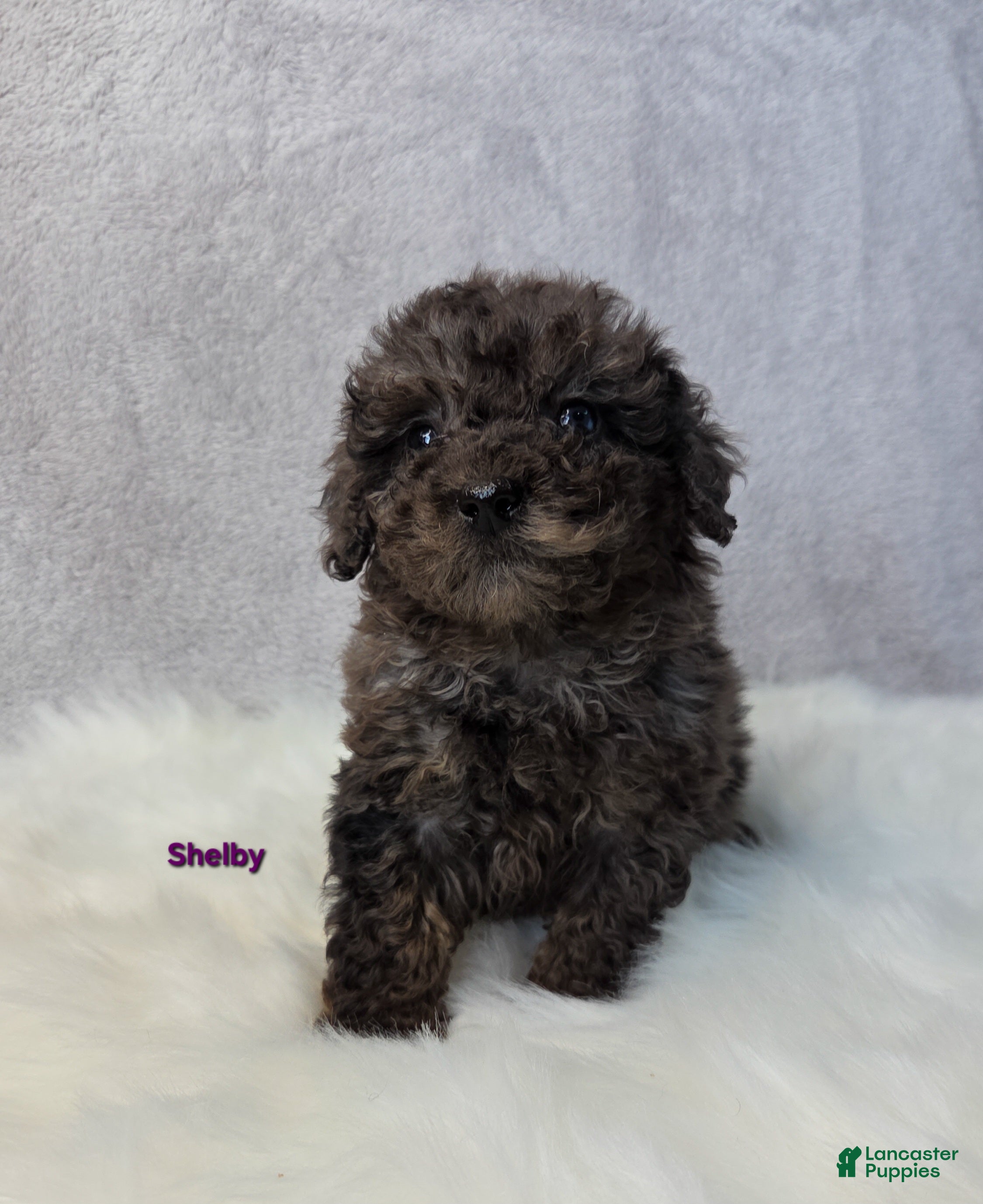 Miniature Poodle dogs Shelby - Ad 29