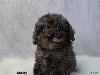 Miniature Poodle dogs Shelby - Ad 29