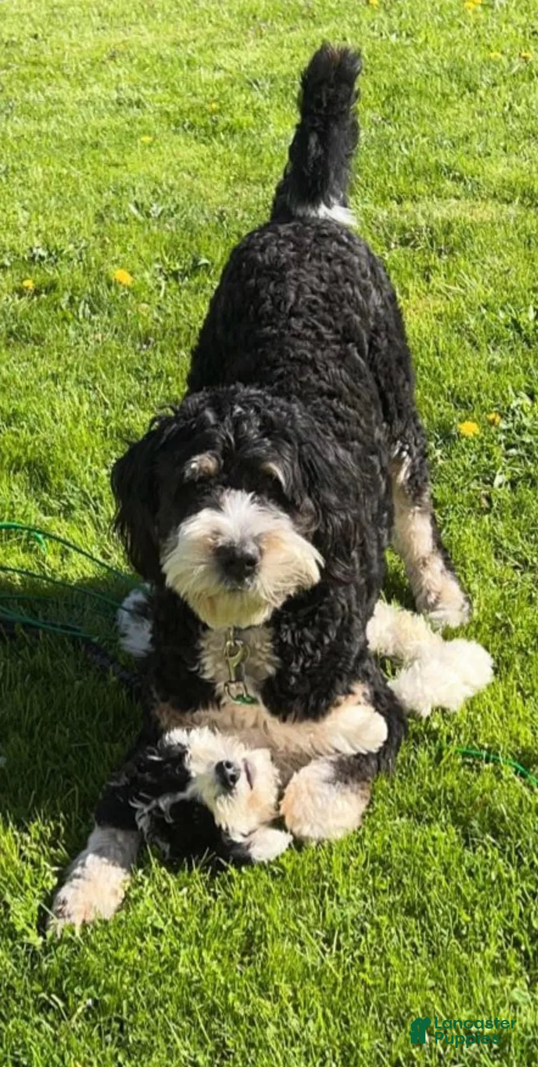 Gallery Image {{count}}