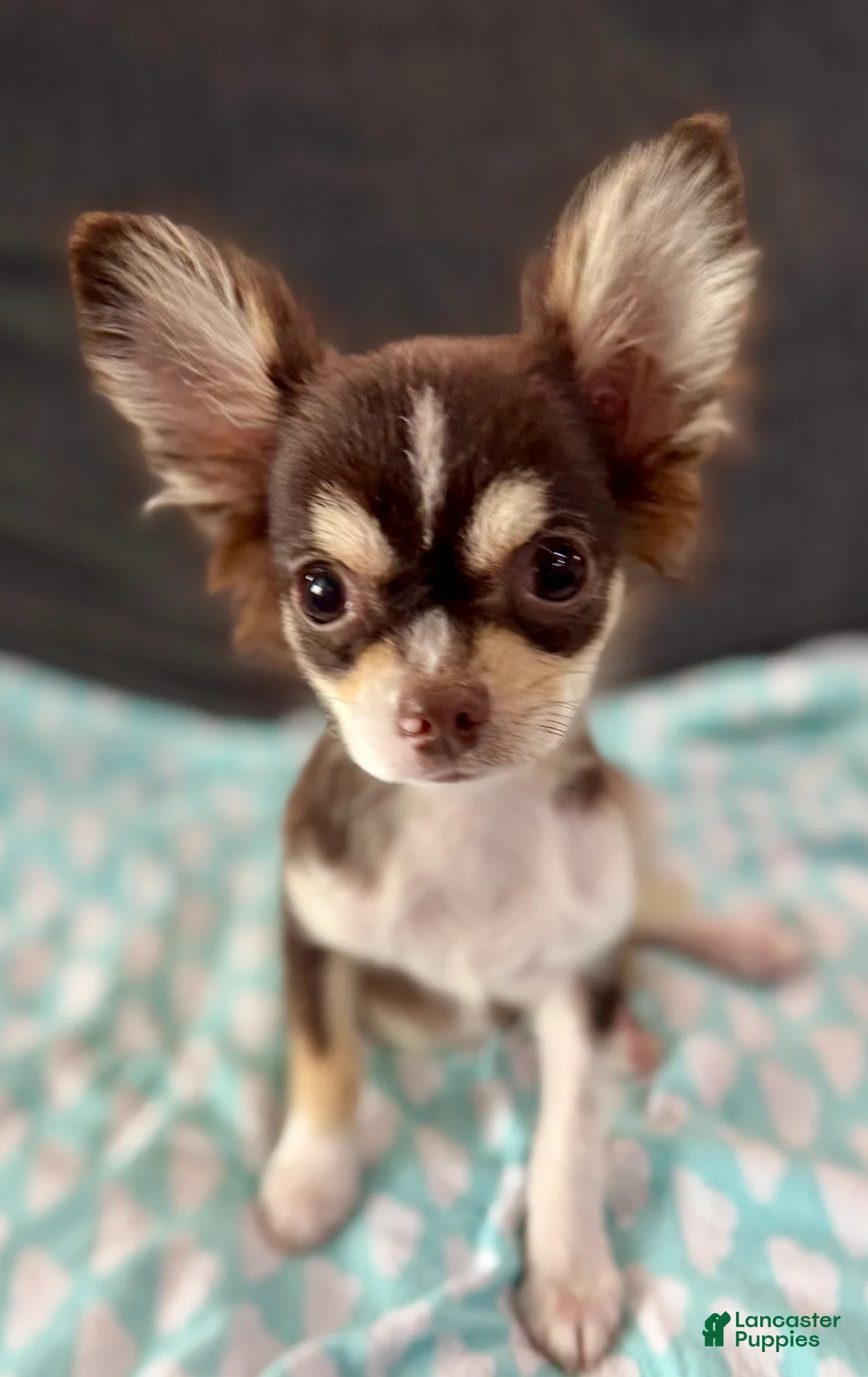 Chihuahua dogs for sale: Husky  - Ad 2