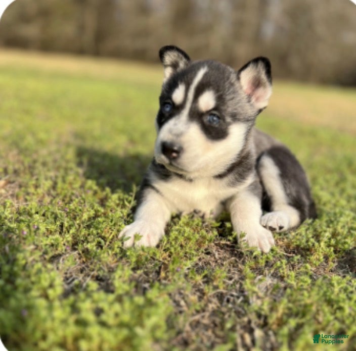 Gerberian Shepsky dogs Gerberian Shepsky Puppy 5 - Ad 31