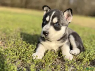 Gerberian Shepsky dogs Gerberian Shepsky Puppy 5 - Ad 31