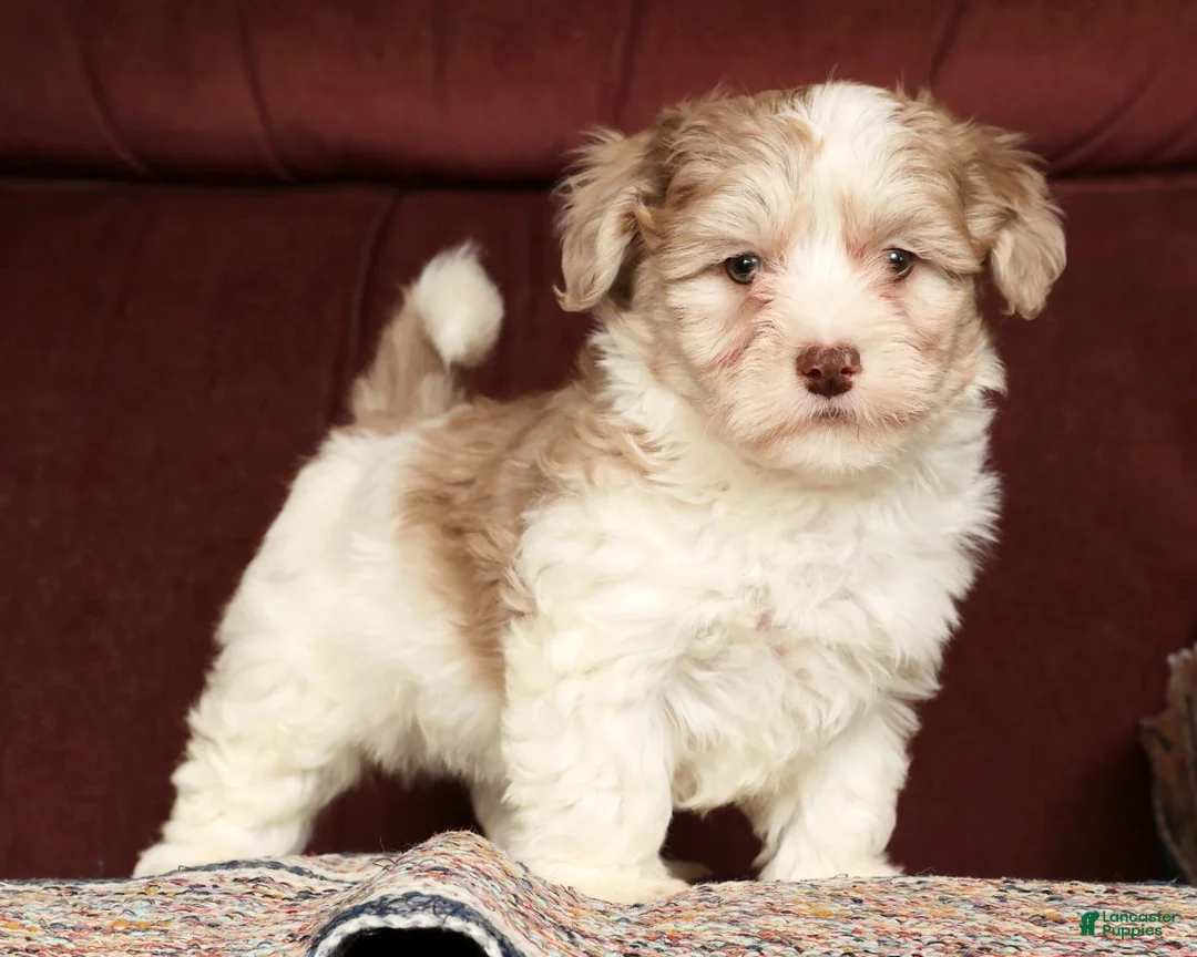 Havapoo dogs for sale: Buster - Ad 3