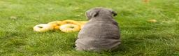 Cane Corso dogs for sale: Bonnie - Ad 5