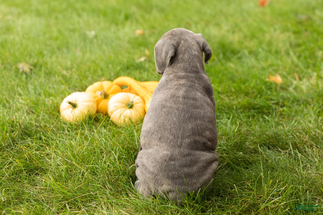 Cane Corso dogs for sale: Bonnie - Ad 5