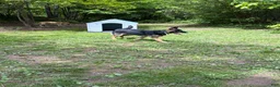 German Shepherd dogs for sale: Kayda - Ad 3